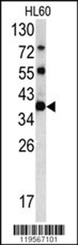CLNS1A Antibody (C-term)