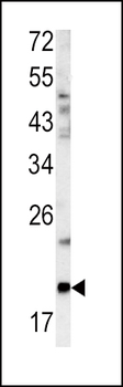 GCG Antibody (N-term)