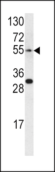 EDNRA Antibody (Center)