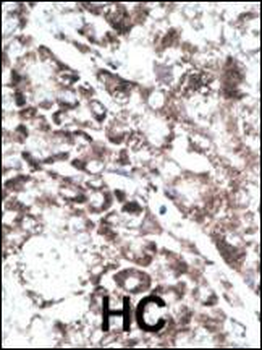 Pael-R (GPR37) Antibody (C-term)