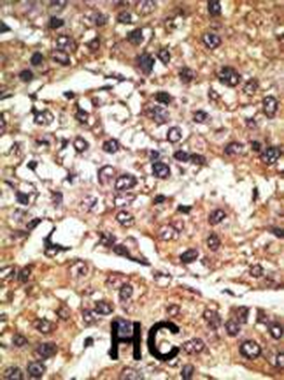 Pael-R (GPR37) Antibody (N-term)