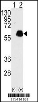 PXN Antibody (Y118)