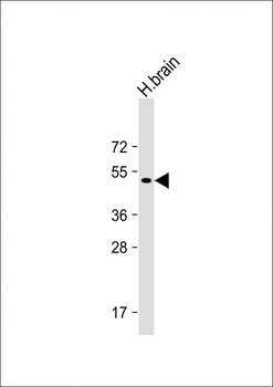 Parkin Antibody (N-term)