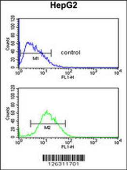 PARP16 Antibody (C-term)
