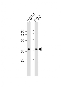 VEGF Antibody (C-term)