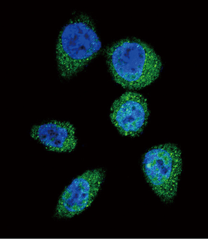 mTOR (FRAP1) Antibody (S2481)