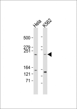 mTOR (FRAP1) Antibody (S2481)