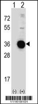 DDIT4 Antibody (C-term)