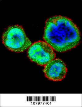 RB1 Antibody (S608)