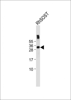 SOST Antibody (N-term)