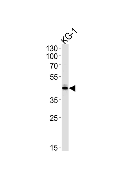 SIRT3 Antibody (C-term)