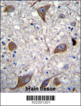 NRG3 Antibody (C-term)