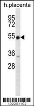 NRG3 Antibody (C-term)