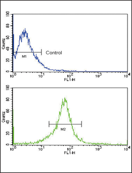 MMP14 Antibody (N-term)