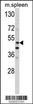 MMP10 Antibody (C-term)