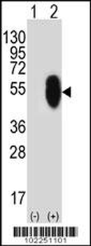 MLLT6 Antibody (C-term)