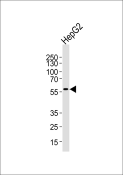 AF9 (MLLT3) Antibody (Center V422)