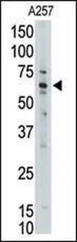 MLLT1 Antibody (C-term)