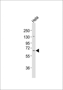 MLLT1 Antibody (C-term)