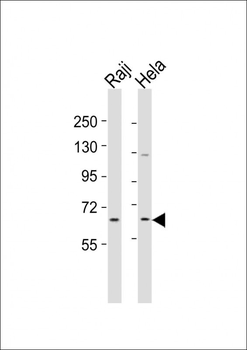 MLLT1 Antibody (C-term)