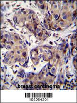 MAGEA3 Antibody (C-term)