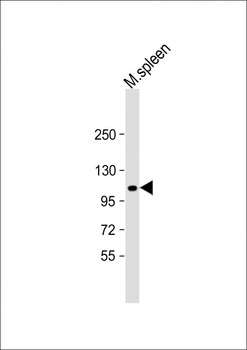 LAF4 Antibody (C-term)