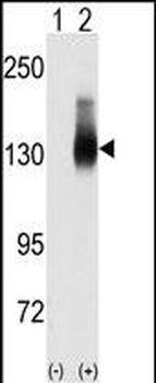 Jagged 2 (JAG2) Antibody (C-term)