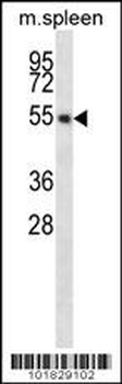 EDG6 Antibody (N-term)