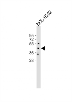 EDG6 Antibody (N-term)