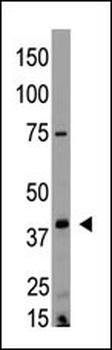 EDG4 Antibody (N-term)