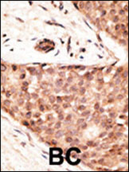 CDX2 Antibody (N-term)