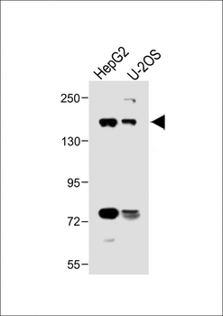 ABCB4 Antibody (Center)