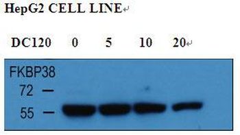 FKBP8 Antibody (Center)