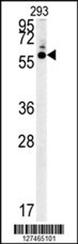 HTR3C Antibody (Center)