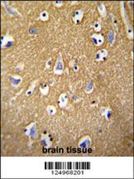 BCAN Antibody (C-term)