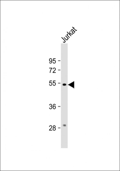 RUBCNL Antibody (Center)