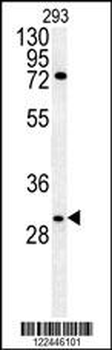 CLDN12 Antibody (N-term)