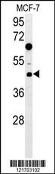 DNAJA1 Antibody (Center)