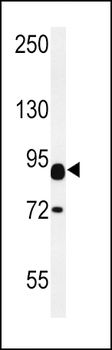 CNTN2 Antibody (Center)