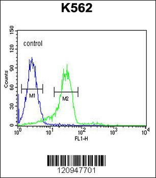 ENAM Antibody (C-term)