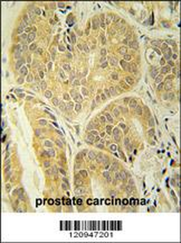 ENAM Antibody (C-term)