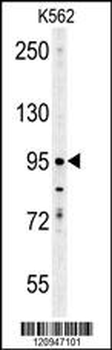 ENAM Antibody (C-term)