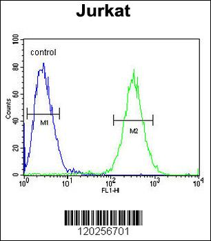 ST3GAL5 Antibody (C-term)