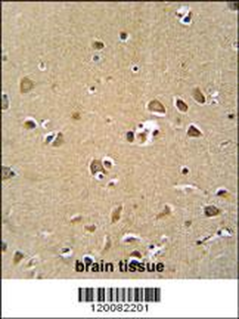GPRASP1 Antibody (C-term)