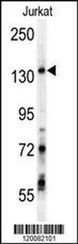 GPRASP1 Antibody (C-term)
