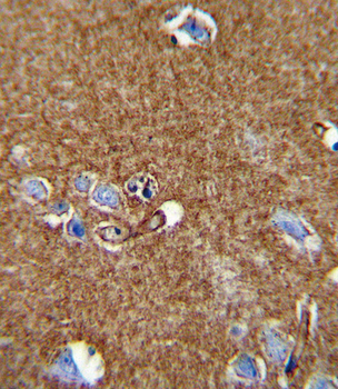 ATP1A2 Antibody (Center)