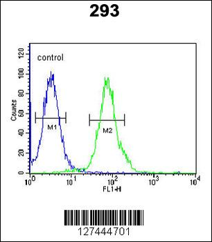 RTKN2 Antibody (N-term)