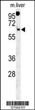 RTKN2 Antibody (N-term)