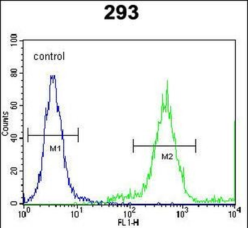 FAM26E Antibody (C-term)