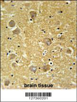 KCNK7 Antibody (C-term)